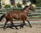 Annuncio cavallo