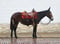 Horse ad
