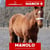 Horse ad