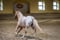 Annuncio cavallo