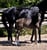 Annuncio cavallo