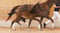 Annuncio cavallo