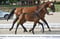 Horse ad