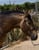Annuncio cavallo