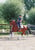 Horse ad