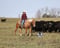Annuncio cavallo