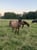 Horse ad