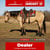 Horse ad