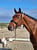 Horse ad