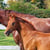 Horse ad