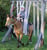 Horse ad