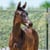 Annuncio cavallo
