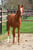 Anuncio de caballos