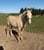 Annuncio cavallo