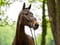 Annuncio cavallo