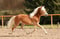 Horse ad