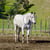 Horse ad