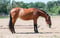 Annonce cheval