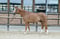 Annuncio cavallo
