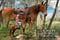 Horse ad
