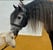 Horse ad