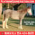 Annonce cheval