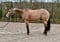 Annuncio cavallo