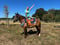 Anuncio de caballos