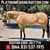 Anuncio de caballos