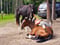Horse ad