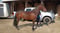 Anuncio de caballos