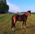 Annuncio cavallo