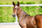 Annuncio cavallo