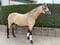 Annonce cheval