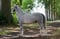 Horse ad
