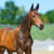 Annuncio cavallo