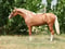 Horse ad