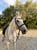 Horse ad