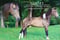 Horse ad