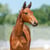 Annuncio cavallo