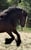 Horse ad