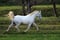 Annonce cheval