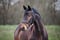 Annuncio cavallo