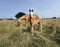 Horse ad