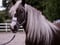 Annuncio cavallo