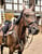 Horse ad