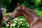 Horse ad