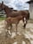 Annonce cheval