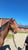 Annuncio cavallo