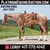Horse ad